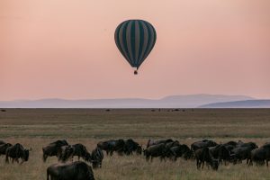 Wildebeest migration