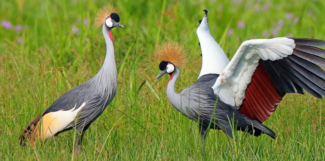 Birding in Uganda