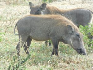 Warthogs on an Africa Overlanding tour