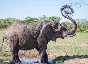 Elephant bathing - Uganda -Rwanda