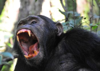 Uganda tourist attractions