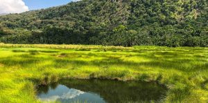 Birding in Uganda