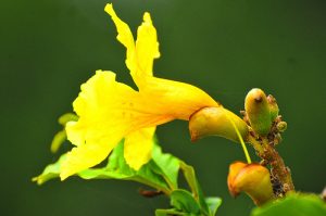 Honey moon Flowers in Uganda