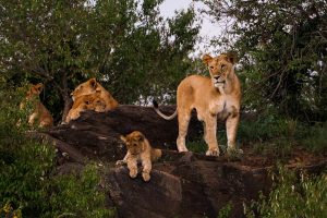Lions on a luxury Kenya Safari