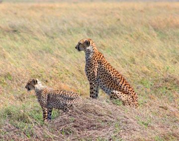 Luxury Kenya safaris
