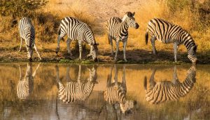 South Africa Safari 