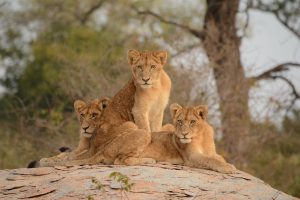 Lions in South Africa